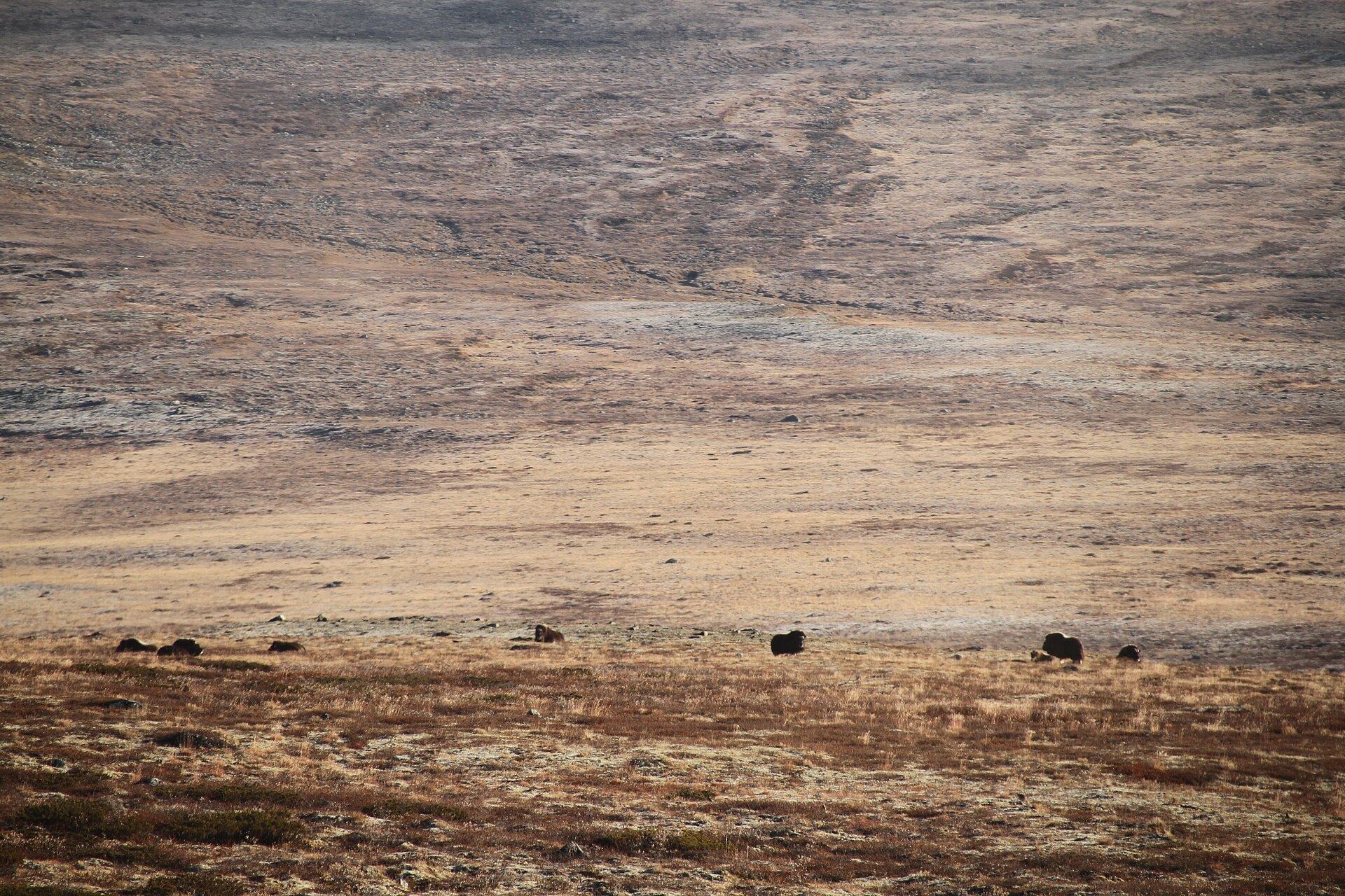 Dovrefjell musk ox country